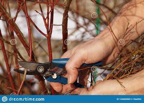 A Pruning Shears In The Gardener S Hand Early Spring Work In The Garden Pruning Shrubs Stock