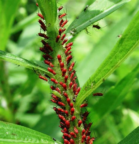 How To Get Rid Of Aphids Naturally Dengarden