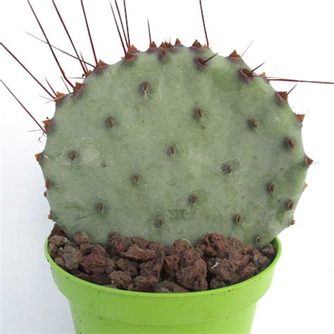 Small plants seem to be the most colourful. Opuntia violacea "santa rita " - Kajuard Plantes