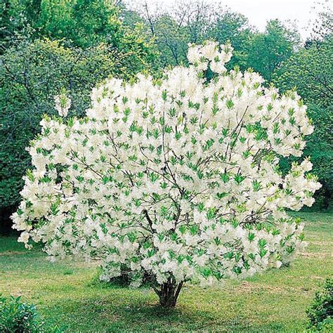 18 Small Trees For Front Yards That Will Add Tons Of Color To Your