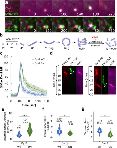 Dynamin Dependent Entry Of Chlamydia Trachomatis Is Sequentially