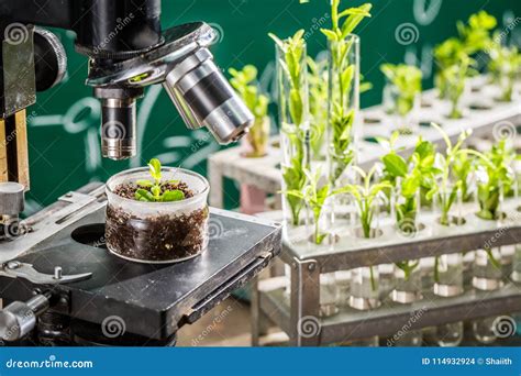 School Laboratory During Study Growing Green Plants Stock Photo Image
