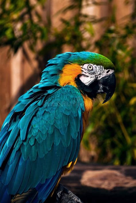 Blue Green Orange Macaw Talking Parrot Portrait Closeup Stock Image