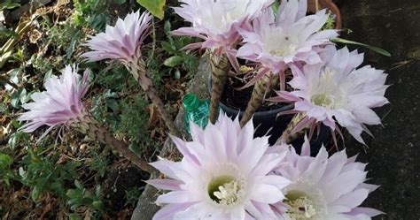L'albero fiorisce natura morta con un pianta di fiori a grappolo bianchi / tubéreuses, bulbes fantaisie printemps et ete meilland. Pianta Grassa Con Fiori Gialli A Grappolo / K di ...