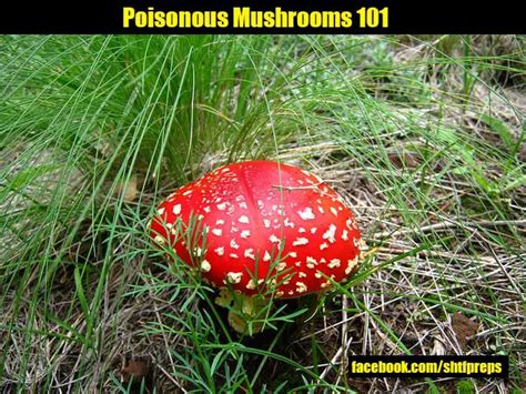 Poisonous Mushrooms 101 Shtf And Prepping Central