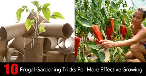 10 Frugal Gardening Tricks For More Effective Growing