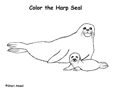 Cute Seal Coloring Pages at GetColorings.com | Free printable colorings