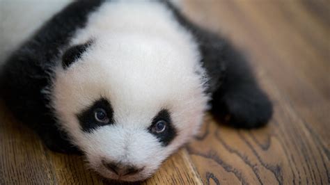 Worlds Oldest Captive Panda Basi Dies In China Bbc News