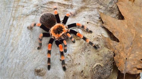 These desert arachnids look like they have ten legs, but two of these limbs are really pedipalps, sensors that help them locate prey. What Are Arachnids? - WorldAtlas.com