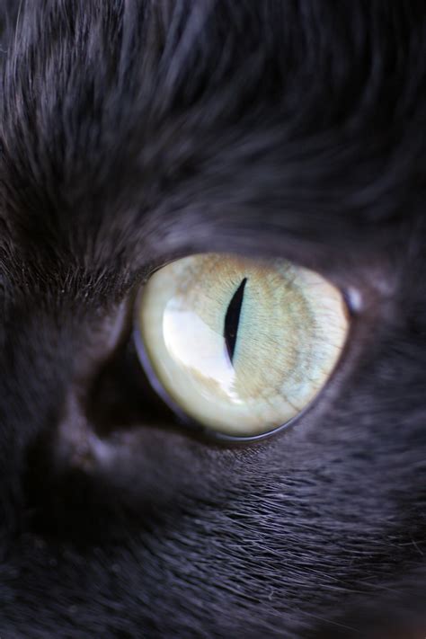 Tom Clark Cats Eye