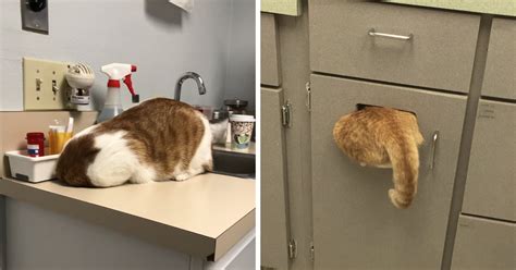 23 People Share Pictures Of Their Cats Hiding From The Vet 9gag