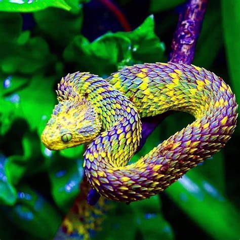 African Snakes Bush Vipers African Bush Viper Snake Beautiful Snakes