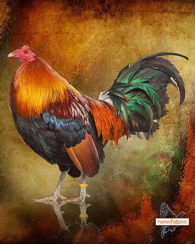Rooster fight at my cousin's house in udumalpet captured in samsung galaxy note 9. Animal Use or Animal Abuse. Rooster's nature to Fight ...