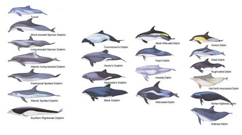 Dolphin Species Dolphin Facts