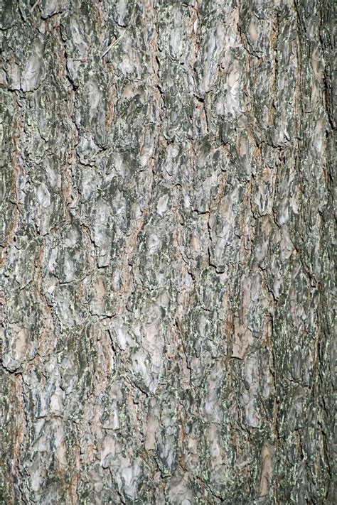 Trunk Of A Pine Tree Stock Image Image Of Reuse Concept 50644731