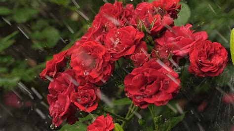 Red Flowers Wet From The Rain Free Stock Video
