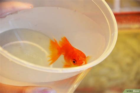 How To Make A Goldfish Live For Decades 7 Steps With Pictures