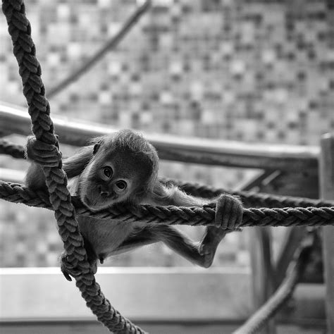 Monkey Monkey Nikos Koutoulas Flickr