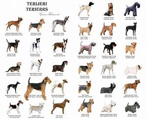 Laminated Dogs Of The World Popular Breeds Chart Poster 24x36 Sites