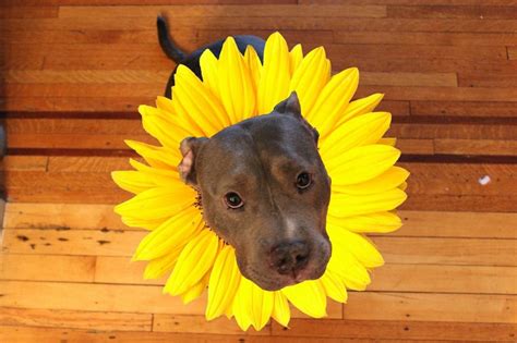 Dog Aesthetic Sunflower Wallpapers On Wallpaperdog