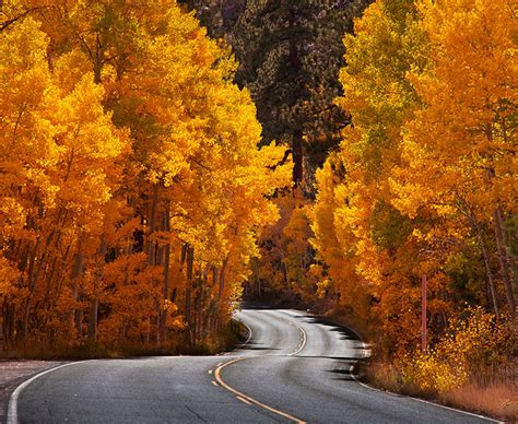 Ended Road Between Yellow Leaved Trees Autumn Wall Mural