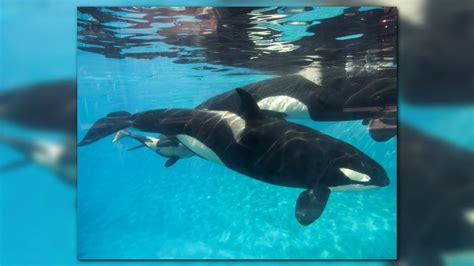 Baby Orca Last Killer Whale Born At Seaworld