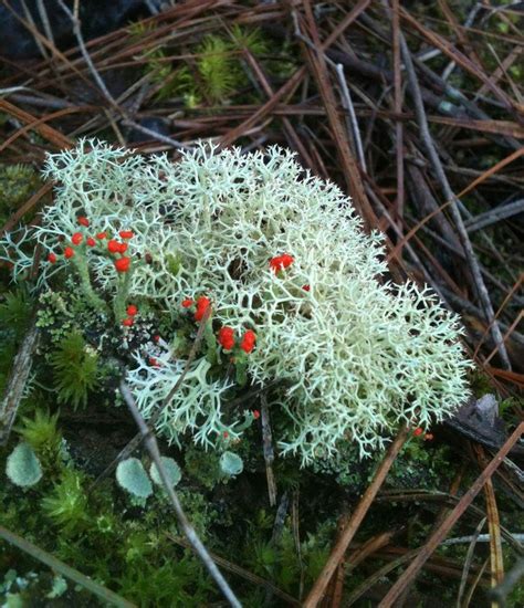 Lichens And Moss In A Pine Area Plant Fungus Fungi Lichen Moss