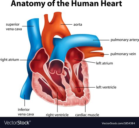 An Incredible Compilation Of Full 4K Human Heart Images Over 999