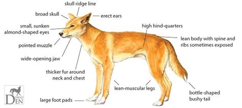 A Classificação Do Dingo é Fonte De Intenso Debate Na Comunidade