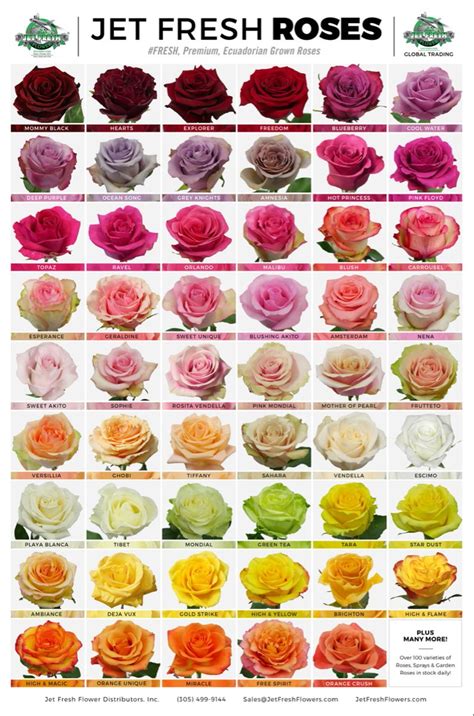 Ecuadorian Rose Varieties In Rose Varieties Rose Color Meanings