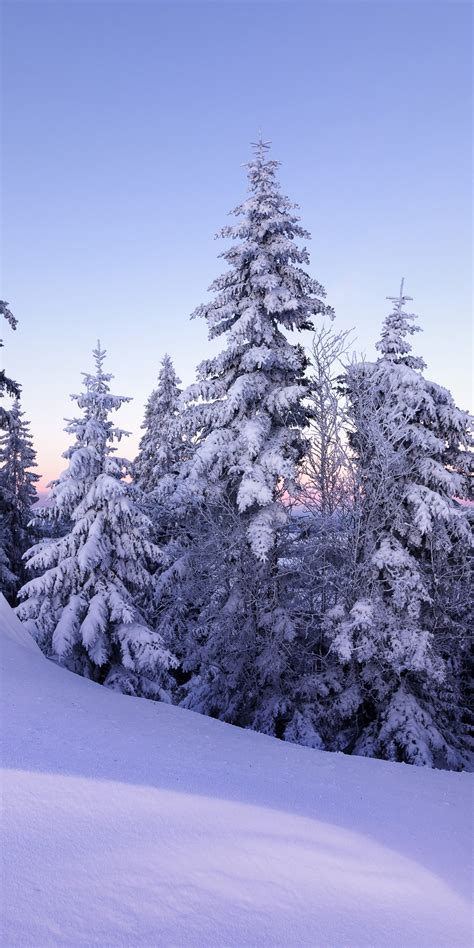 Winter Wallpaper 4k Snow Pine Trees Evening Cold Switzerland