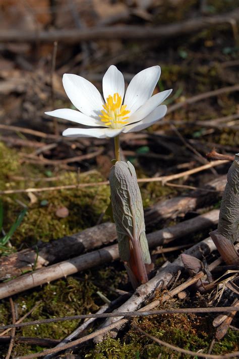 Bloodroot Bloodroot Sanguinaria Canadensis Stewart Coun Flickr