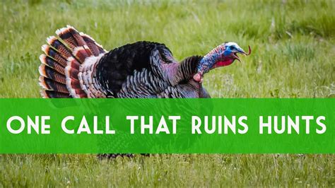 Turkey Calling Greatest Mistake Of Calling Hens How To Call Turkeys
