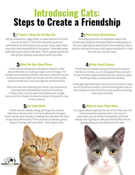 √ How To Introduce A Kitten To A Cat Jrf