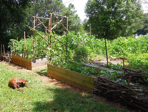 Our Diy Bamboo Garden Arbor Has Become The Center Piece Of The Front