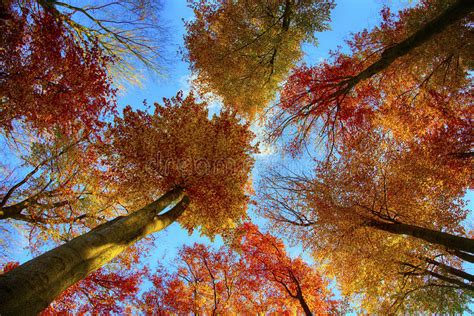 American Beech Tree In Fall Color Stock Image Image Of Image Season