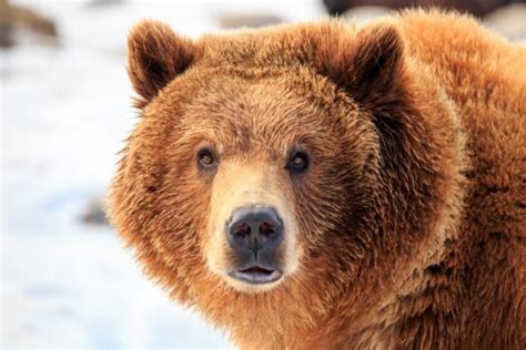 Victory A Court Order Rules That Yellowstones Grizzly Bears Will