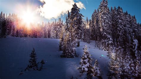 Download Sunbeam Forest Snow Nature Winter 4k Ultra Hd Wallpaper By