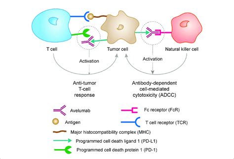 Mechanism Of Action Of Avelumab Pd L1 May Be Expressed On Tumor