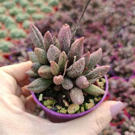 Adromischus Marianae Var Antidorcatum Giromagi Cactus And Succulents