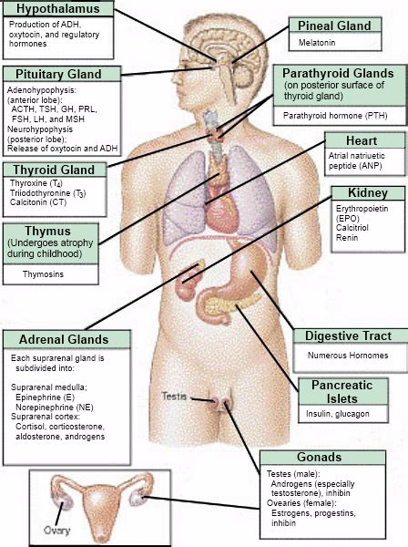 Endocrine Systempng