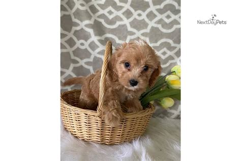 The cavapoo is a cross between a cavalier king charles spaniel and a poodle, usually a miniature poodle. Reba: Cavapoo puppy for sale near Akron / Canton, Ohio ...