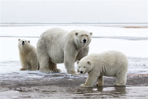 Mother Cubs Ii Polar Bears In The Wild On Barter Island On Flickr