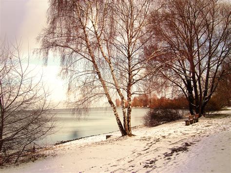 Free Images Tree Nature Branch Snow Winter Mist Sunlight