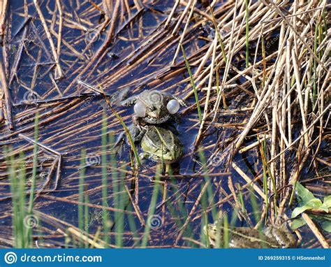 Water Frogs Mating In A Lake With Sound Sac Stock Image Image Of Nature Aquatic 269259315