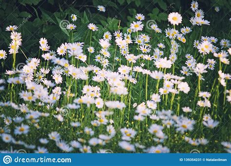 Flowering Daisies On A Meadow On A Summer Day Stock Image Image Of