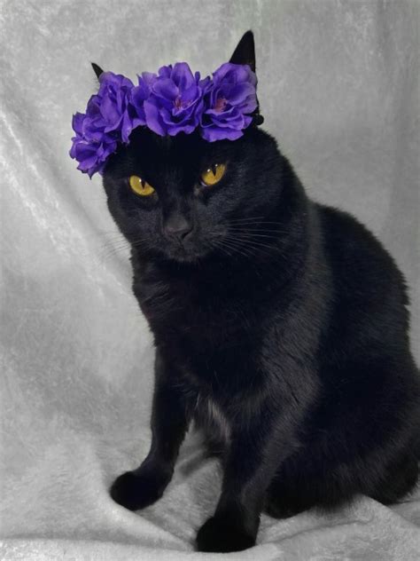 Cat Wearing Flower Crown Tumblr