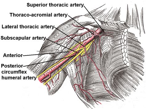 Arteria Circunfleja Humeral Anterior
