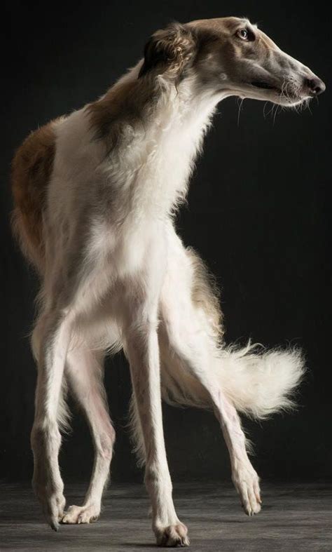 Borzoi Russian Hound Photographer Paul Croes Borzoi Dog Dog