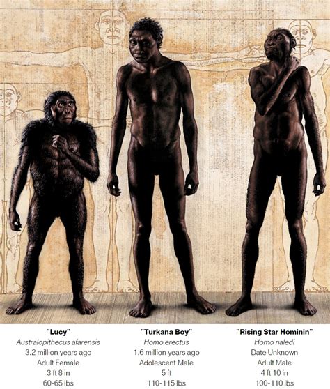 Species New To Science Paleoanthropology • 2015 Homo Naledi • A New